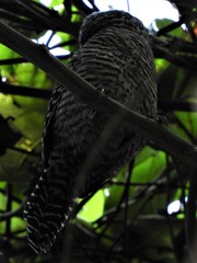 Thamnophilus multistriatus