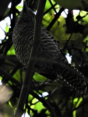 Thamnophilus multistriatus