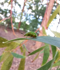 Calomela pallida