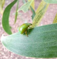 Calomela pallida