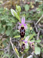 Ophrys oestrifera bremifera
