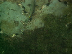 Acanthurus monroviae