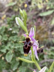 Ophrys oestrifera bremifera