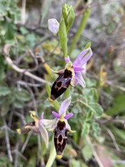 Ophrys oestrifera bremifera
