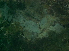 Acanthurus monroviae