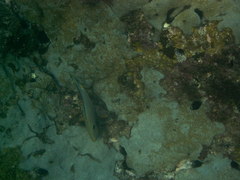 Acanthurus monroviae