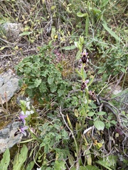 Ophrys oestrifera bremifera