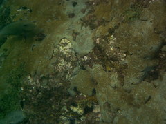 Acanthurus monroviae