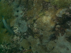 Acanthurus monroviae