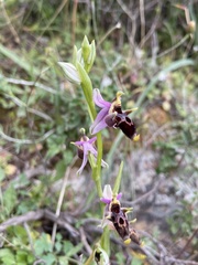 Ophrys oestrifera bremifera
