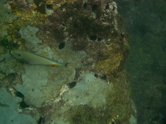 Acanthurus monroviae