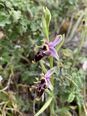 Ophrys oestrifera bremifera