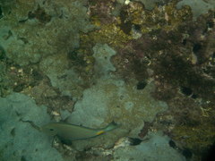 Acanthurus monroviae