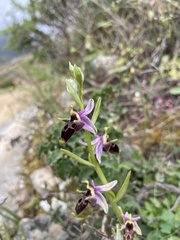 Ophrys oestrifera bremifera
