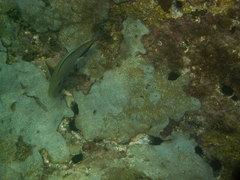 Acanthurus monroviae