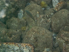 Azurina multilineata