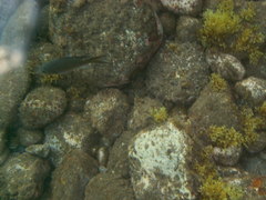 Azurina multilineata