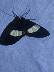 Eumilionia mediofasciata