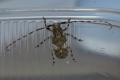 Mesosa nebulosa