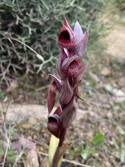 Serapias orientalis orientalis