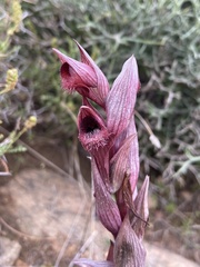 Serapias orientalis orientalis