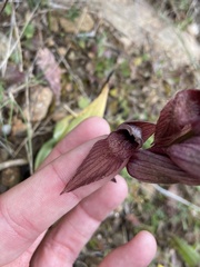 Serapias orientalis orientalis