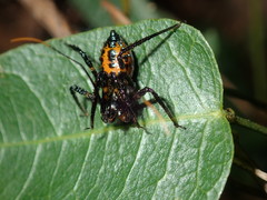 Austrovelinus varius
