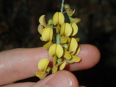 Crotalaria lanceolata