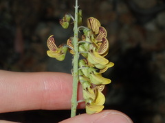 Crotalaria lanceolata