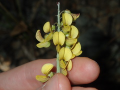 Crotalaria lanceolata