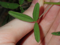 Crotalaria lanceolata