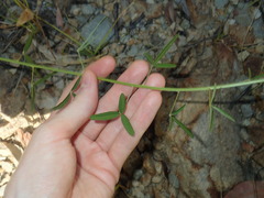 Crotalaria lanceolata