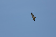Buteo buteo