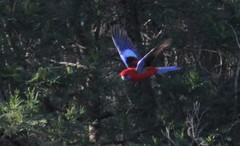 Platycercus elegans elegans