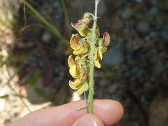 Crotalaria lanceolata