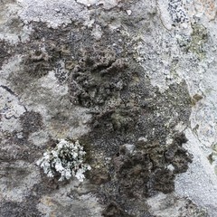 Umbilicaria torrefacta