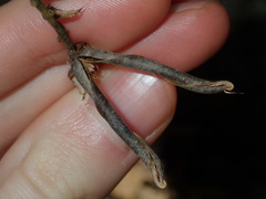 Crotalaria lanceolata
