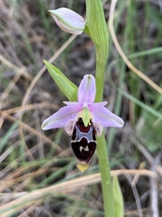 Ophrys oestrifera bremifera