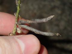 Crotalaria lanceolata