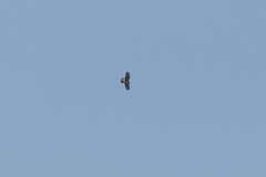 Buteo buteo