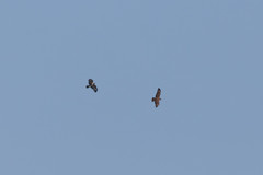 Buteo buteo