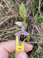 Ophrys oestrifera bremifera