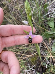 Ophrys oestrifera bremifera