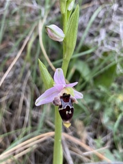 Ophrys oestrifera bremifera