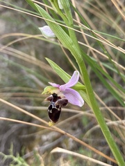 Ophrys oestrifera bremifera