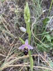 Ophrys oestrifera bremifera