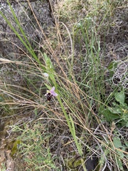 Ophrys oestrifera bremifera