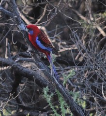 Platycercus elegans elegans