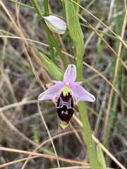Ophrys oestrifera bremifera