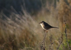 Curruca melanocephala